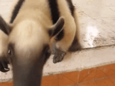 WhatsApp Video 2025-08-11 um 17.09.05_c2b896a7.gif